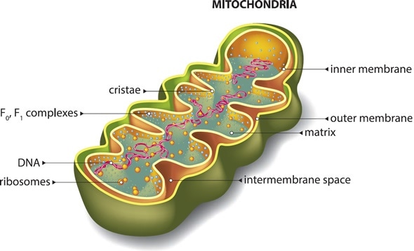 Die Energie der Eizelle:  Die Mitochondrien