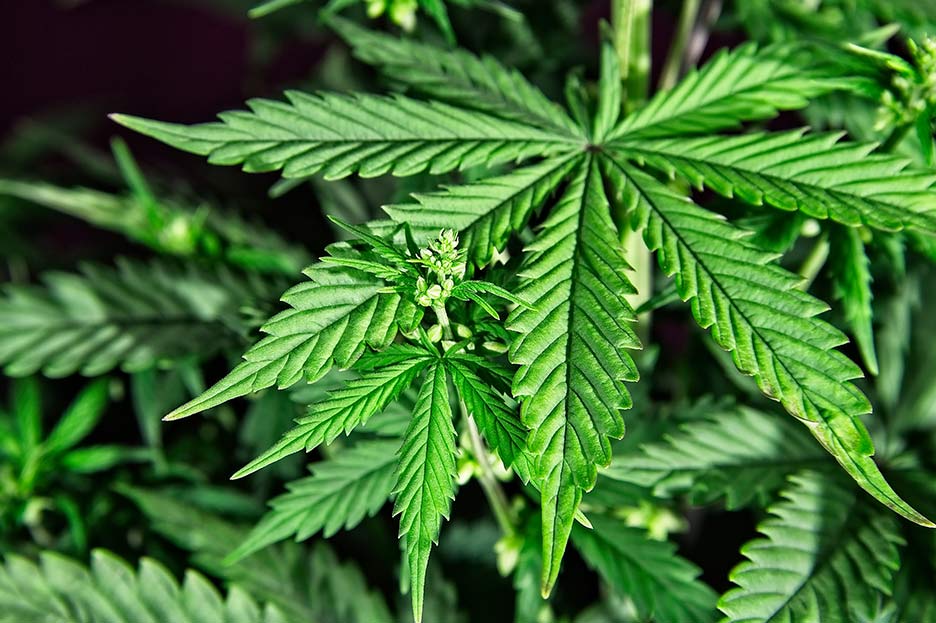 CANNABIS ET REPRODUCTION - Centro Médico Manzanera